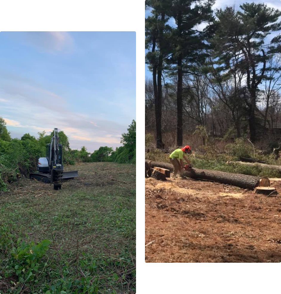 Princeton Tree Services