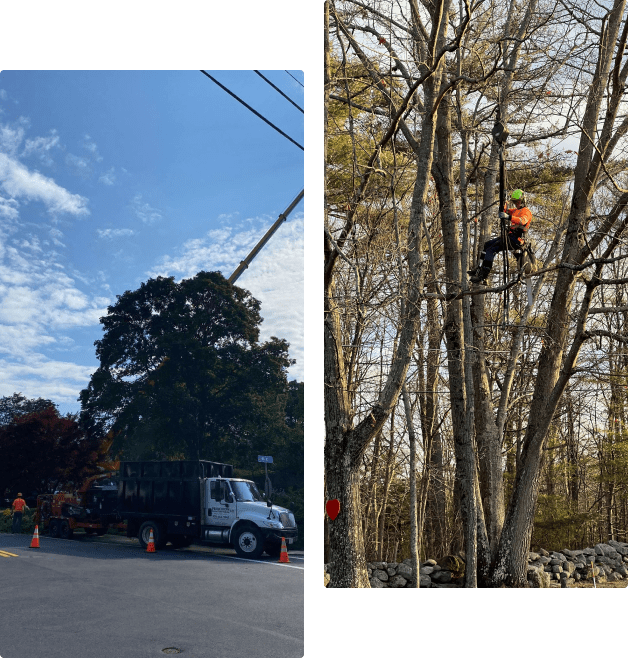 A tree is being cut down and the trees are hanging from wires.